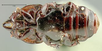 Media type: image;   Entomology 26008 Aspect: habitus ventral view